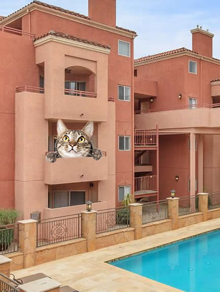A cat is sitting on the balcony of an apartment building in Burbank, Ca.